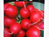 Fındık Turp Tohumu 