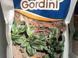 Gordini Ispanak Tohumu 