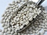 Alberta Kuru Fasulye Tohumu 1 kg