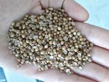 Kişniş Tohumu 50 gr