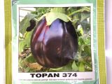 Bursa Topan Patlıcan Tohumu 