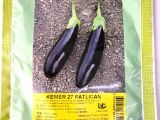 Bursa Kemer Patlıcan Tohumu 