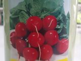 Bursa Tohum Cherry Belle Fındık Turp Tohumu