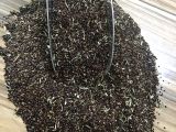 Kuzukulağı Ekşiot Tohumu 1 KG 