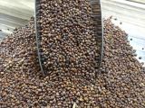 İri Turp Tohumu 1 KG 