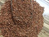 Çin Turp Tohumu 1KG 
