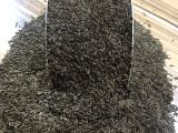 Arapsaçı Kıvırcık Marul Tohumu 1 KG 